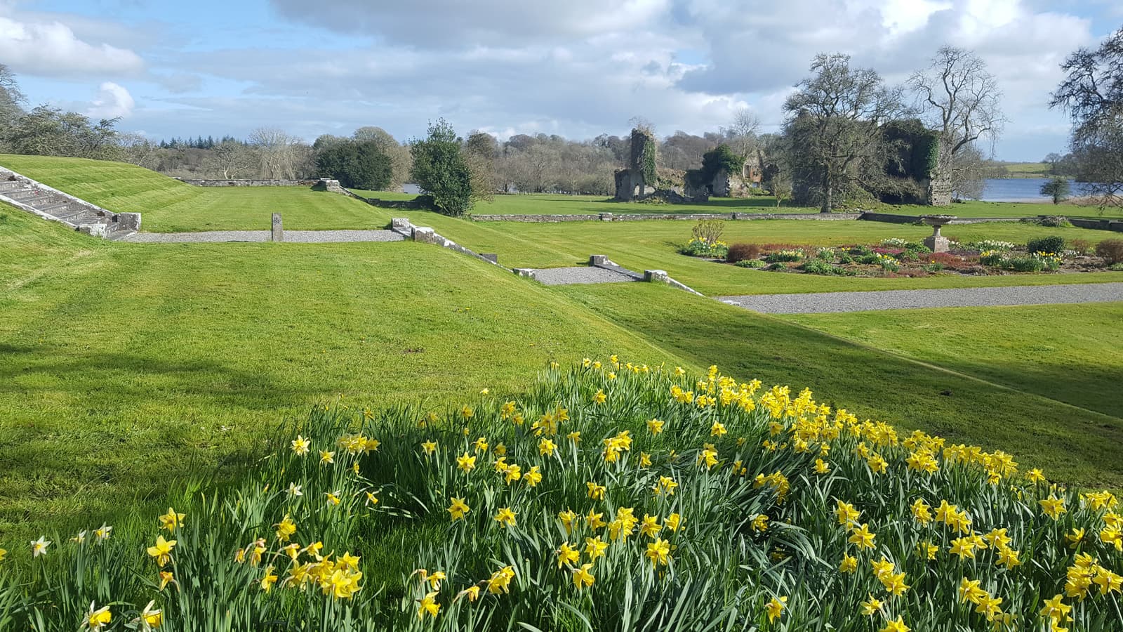 Daffodils in the gardens at Temple House