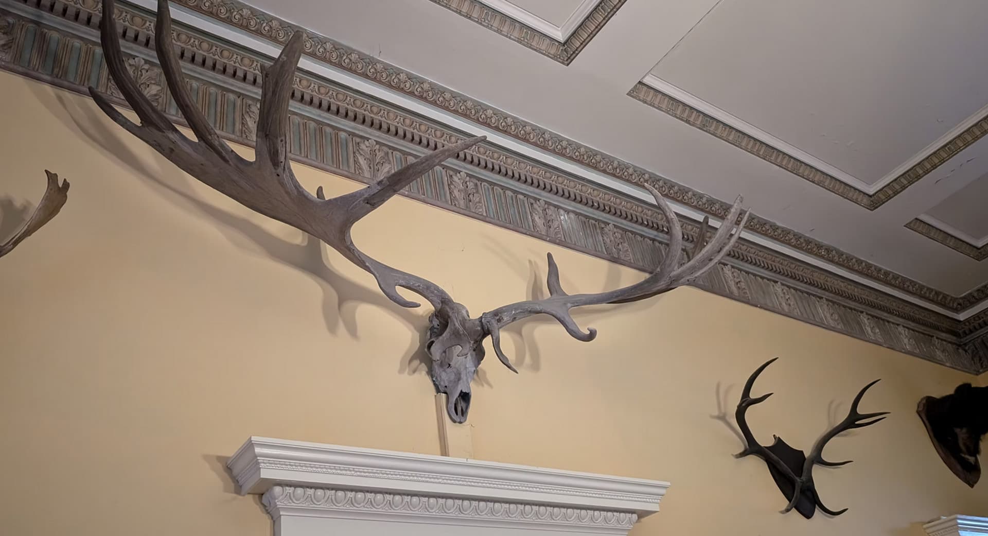 The stag head reception room at Temple House