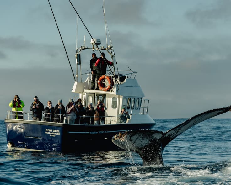 The Kiwi Girl wildlife boat tour leaving Mullaghmore Harbour, County Sligo