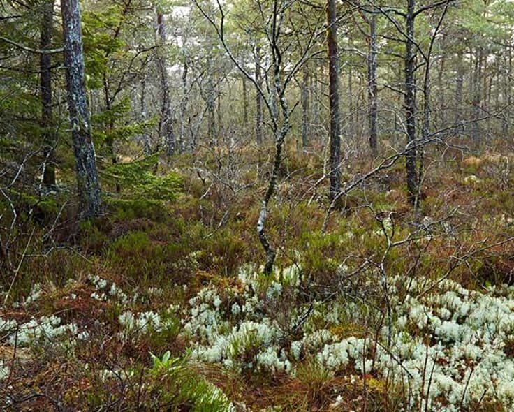 Native woodland on the Temple House estate, County Sligo — driven woodcock shooting country